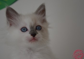 chaton mâle blue bicolour - 7 semaines - Chatterie Ragdolls du Val de Beauvoir